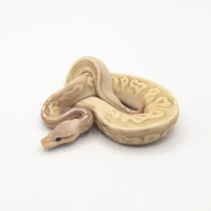 Buy Pastel Butter Ball Pythons Online