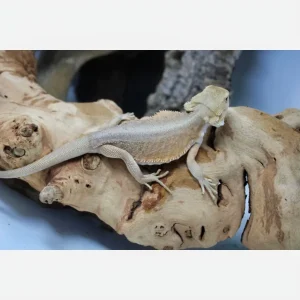 Buy Leatherback Witblits Female Bearded Dragon Online