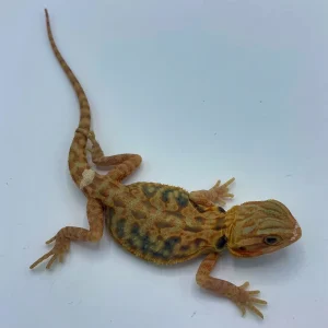 Buy Super Orange Translucent Leatherback Bearded Dragon Online