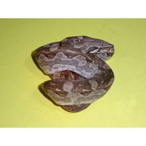 Buy Hypo Aztec T+ Boas Online