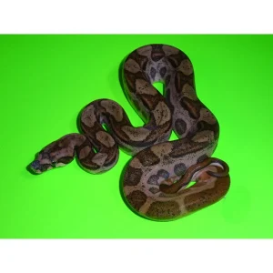 Buy Hypo Motley Jungle T+ Het Boas Online