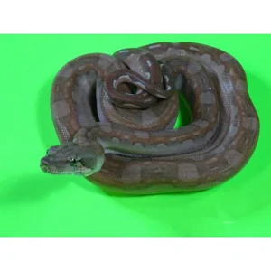 Buy T+ Aztec Boas Online