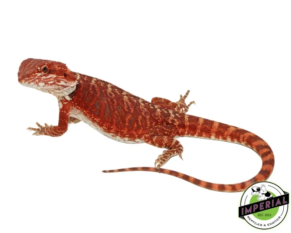 Female Cosmic Red Leatherback Bearded Dragon for sale.
