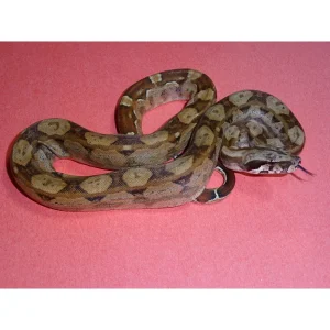 Buy Double Het Sunglow Keltic Boas Online