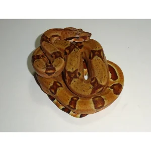 Buy Double Het Sunglow Purple Jungle Boas Online