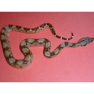 Buy Double Het Sunglow Red Pastel Boas Online