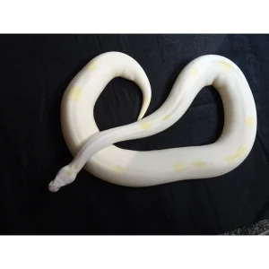 Buy Fire Ivory Ball Pythons Online