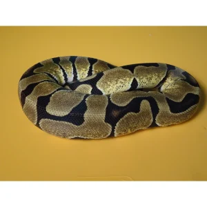 Buy Fire Spider Ball Pythons Online