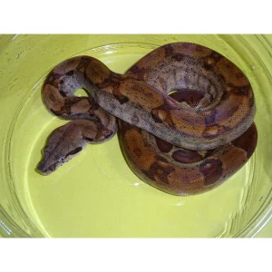 Buy Gee Hypo Het T+ Boas Online