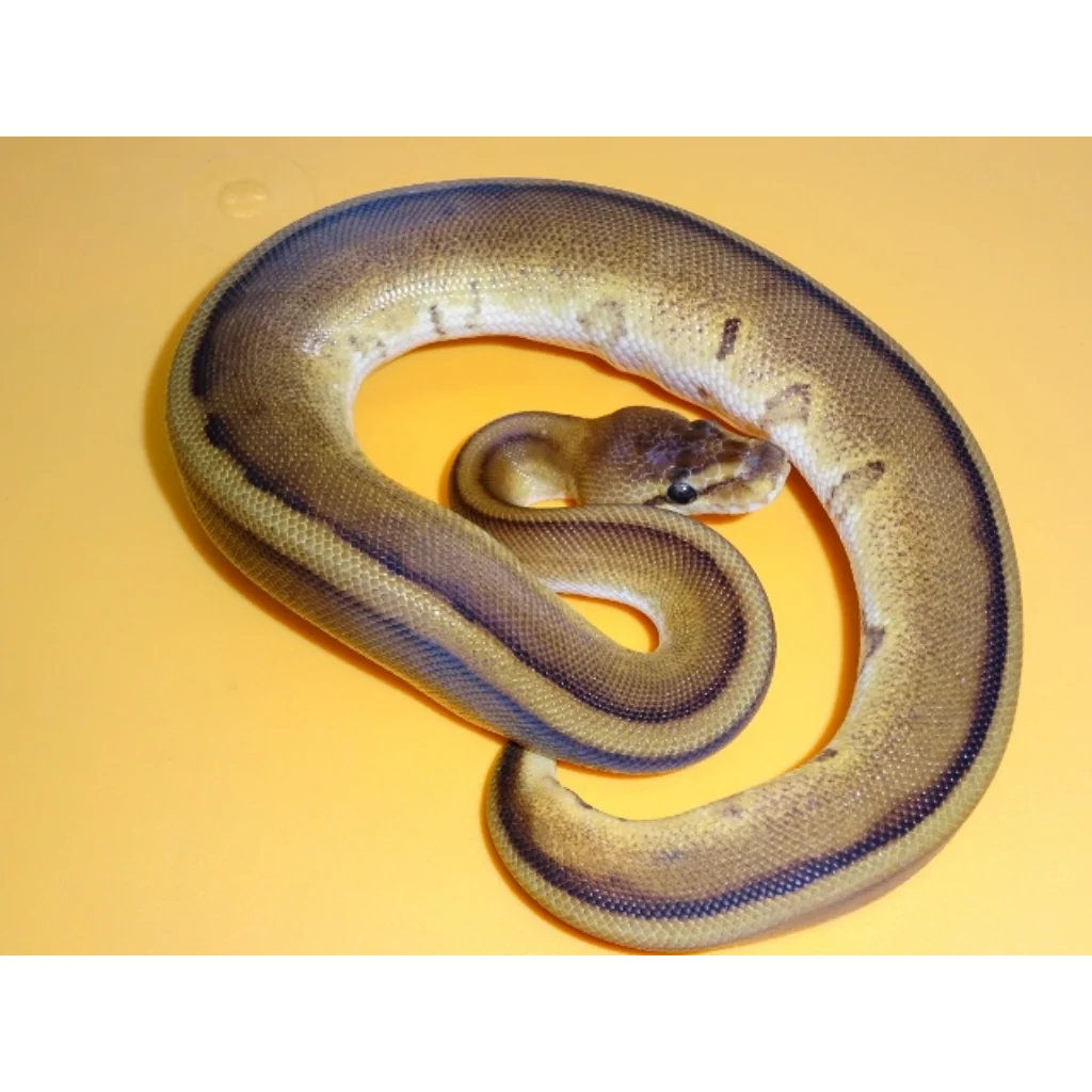 Buy Genetic Stripe Ball Pythons Online