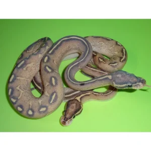Buy Highway Ball Python Online