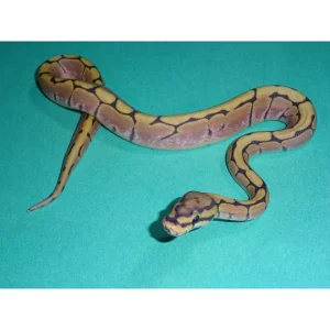 Buy Honeybee Ball Pythons Online