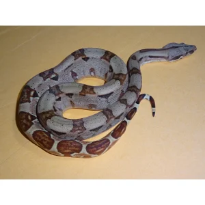 Buy Hypo Salmon Boa Online