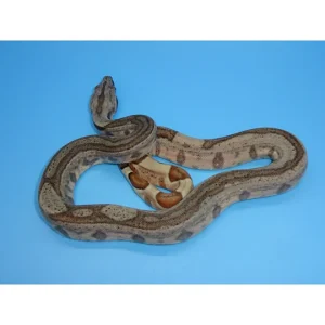 Buy Hypo Stripe Colombian Boas Online