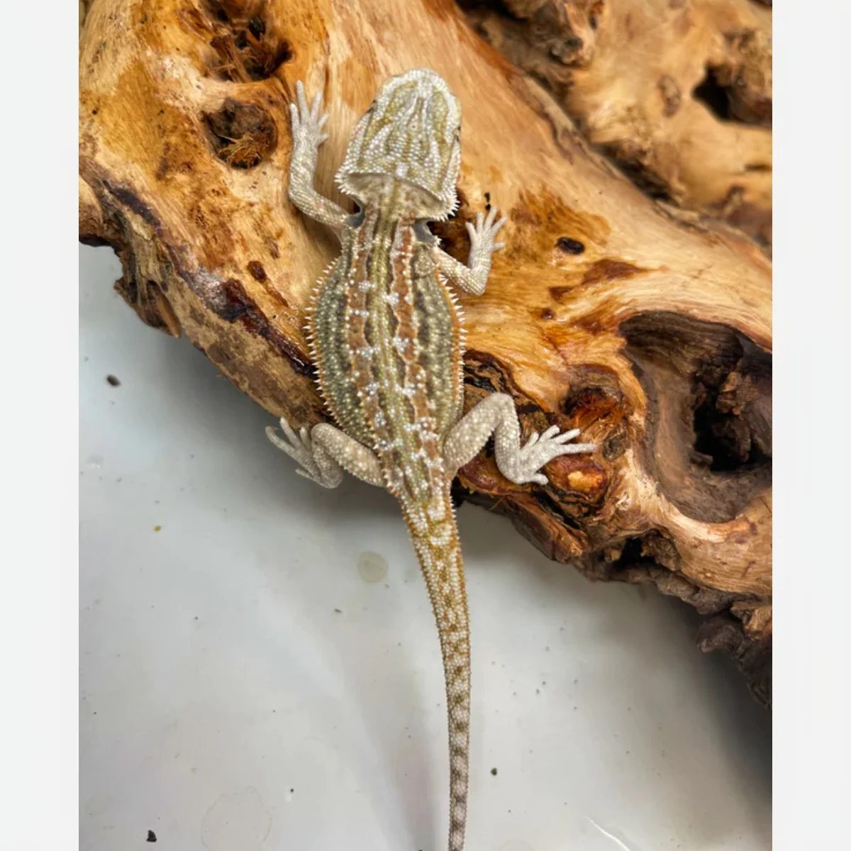 Buy Hypo Dunner Female Bearded Dragon Online