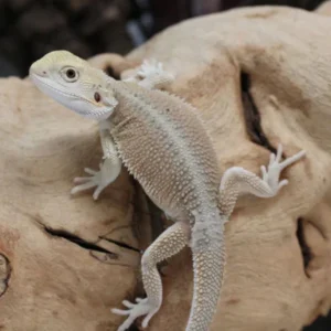 Buy Hypo Witblits Male Bearded Dragon Online