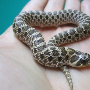 Buy Mexican Hognose Snake Online