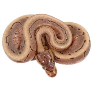 Spinner Ball Pythons