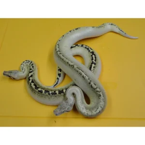 Buy Ivory Blood Pythons Online