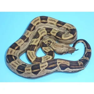 Buy Jungle Motley (Het Albino) Boas Online