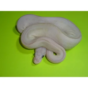 Buy Latte Ball Pythons Online