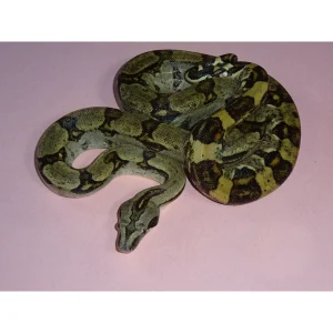 Buy Longtail Boas Online