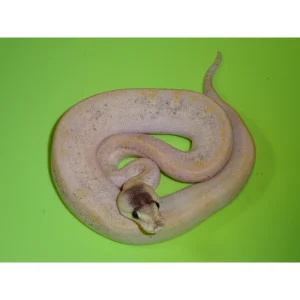 Buy Pastel Champagne Ball Pythons Online