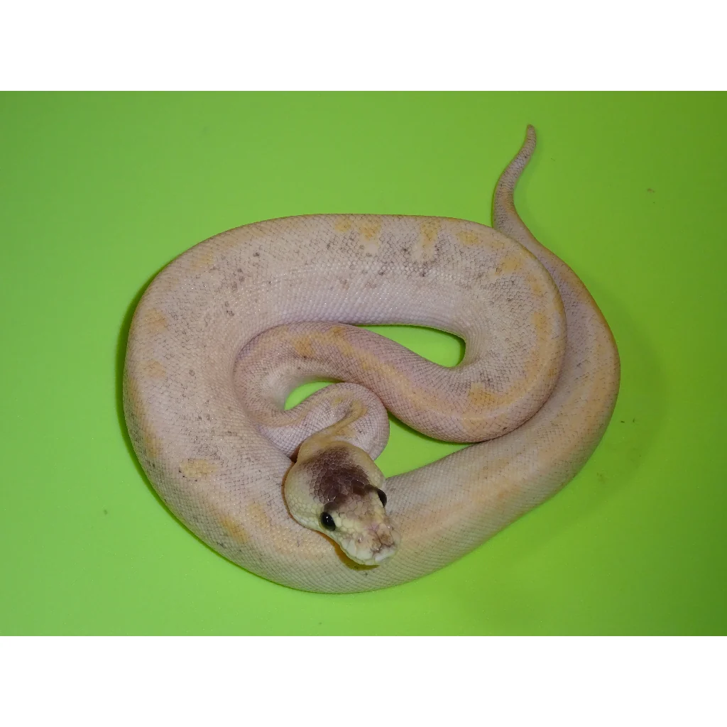 Buy Pastel Champagne Ball Pythons Online
