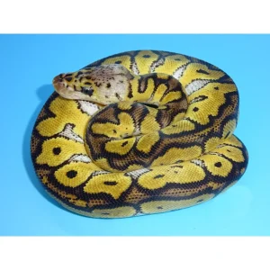 Buy Pastel Clown Ball Pythons Online