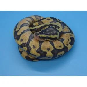 Buy Pastel Enchi Spark Ball Pythons Online