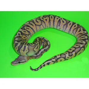 Buy Pastel Highway Granite Ghost Ball Pythons Online