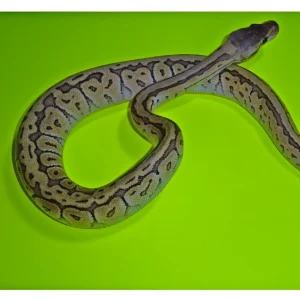 Buy Pastel JigSaw Ball Python Online