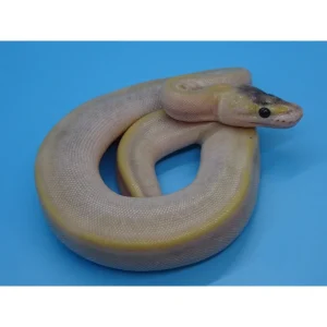 Buy Pastel Mimosa Ball Pythons Online
