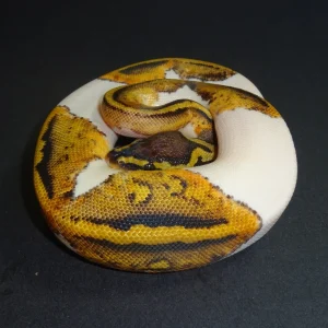 Buy Pastel Pied Ball Pythons Online