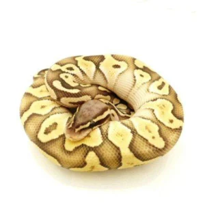 Buy Pastel Butter Ghost Ball Pythons Online