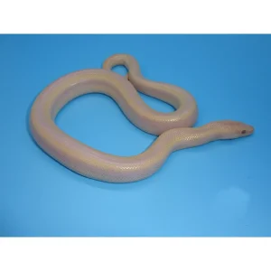 Buy Pearl Rosy Boas Online