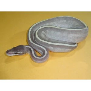 Buy Purple Passion Ball Pythons Online