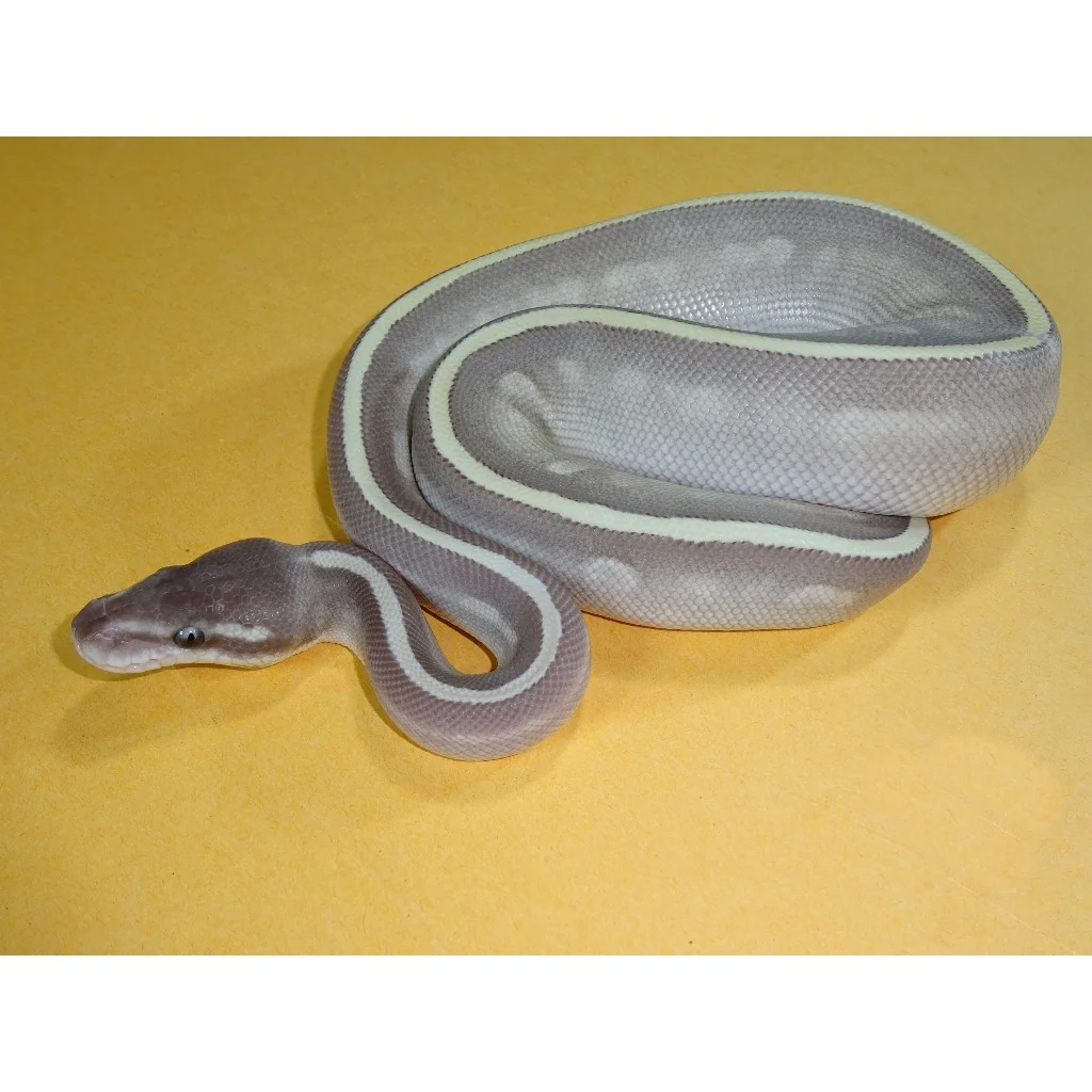 Buy Purple Passion Ball Pythons Online
