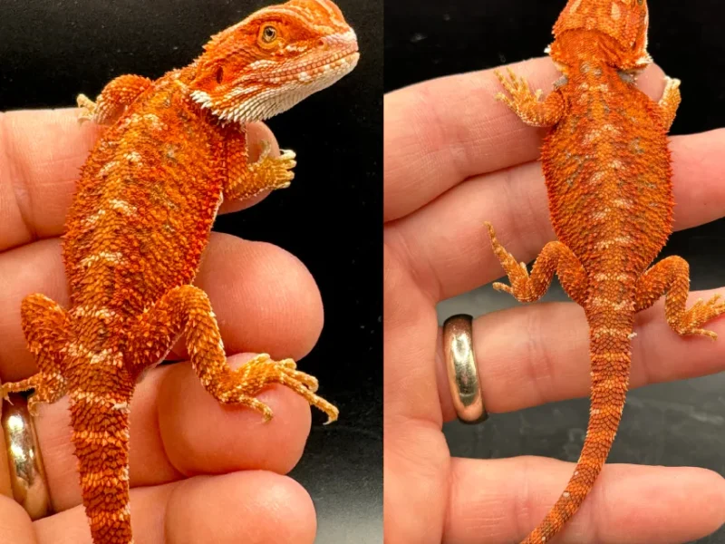 Buy Bearded Dragon Online