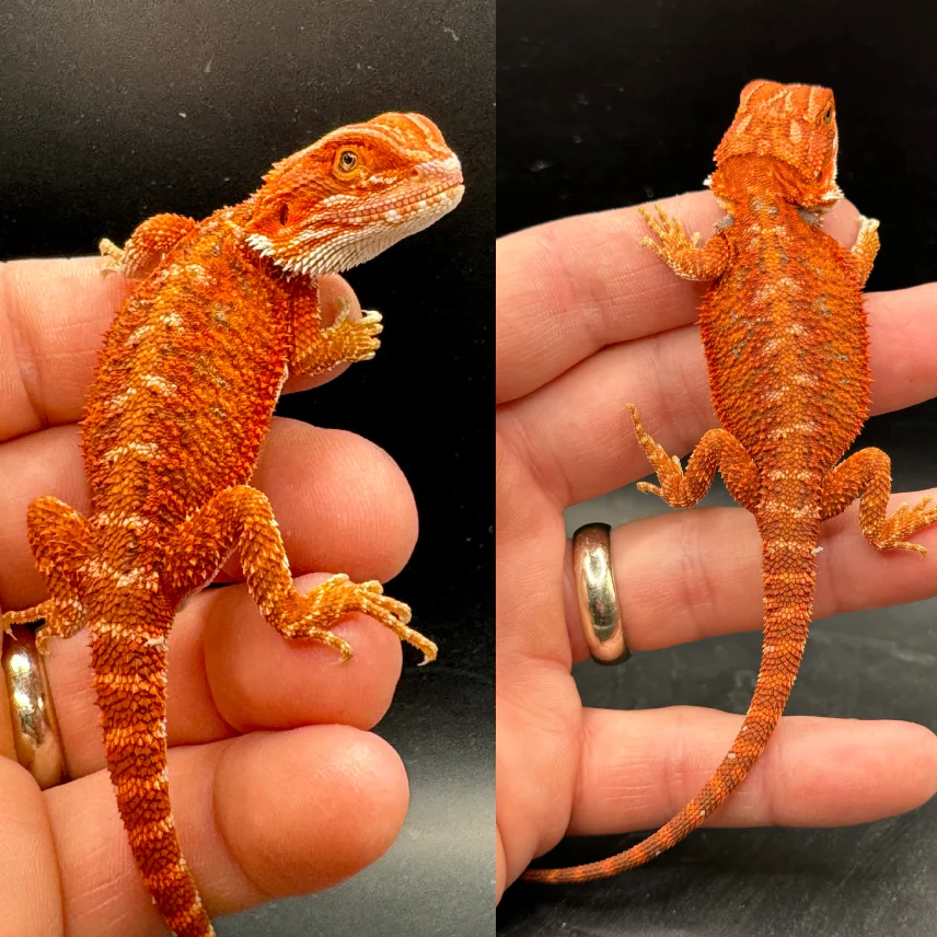 Buy Bearded Dragon Online