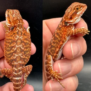 Buy Red Fire Female Bearded Dragon Online