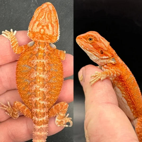 Buy Red Hypo Fire Female Bearded Dragon Online