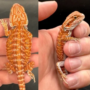 Buy Red Hypo Leatherback Fire Male Bearded Dragon Online