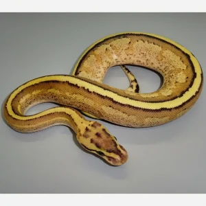 Buy Specter Spark Ball Python Online