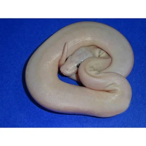 Buy Spider Latte Ball Pythons Online