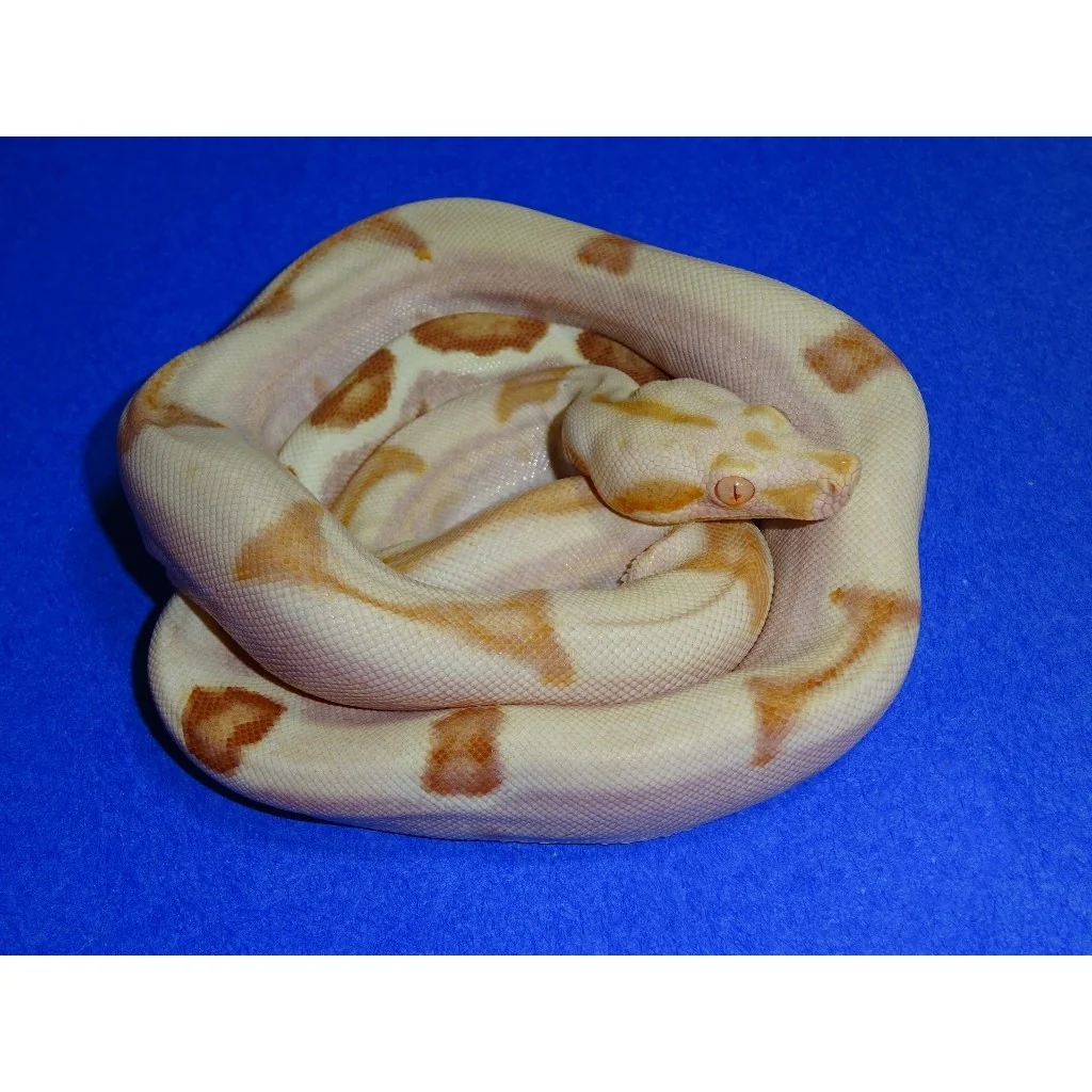 Buy Sunglow Jungle Boas Online