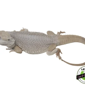 Buy Zero Bearded Dragon Adult Male Online