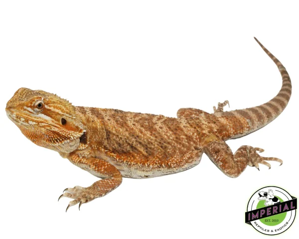 Buy Orange Bearded Dragon Adult Online