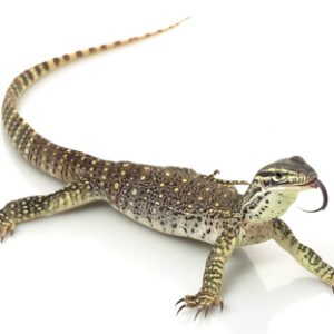 Buy Argus Monitor Online