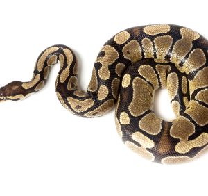 Buy Ball Python Online